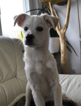 Idefix - Recklinghausen