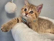 Reinrassige BKH Kitten. Abgabebereit - Ulm Zentrum
