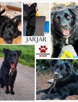 junger aktiver JarJar sucht seine Glück - Margetshöchheim