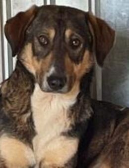 Tashima - die Hübsche 🐾 - Elsdorf (Nordrhein-Westfalen)