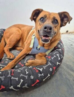 Zara, einsam - Kettershausen