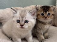 BKH Kitten - Hof
