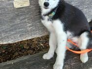Reinrassiger Sibirian Husky - Weil (Rhein)