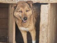 Angstnase CHARLIE sucht ein Zuhause - Neuberg