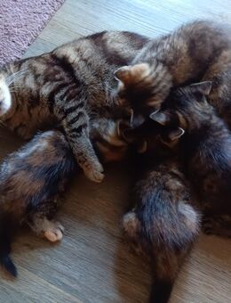Liebevolle Kitten suchen ab Ende September ihr Zuhause 🐾💚 - Güntersleben