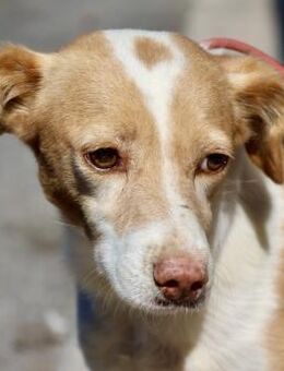 Paris, klug, lernwillig, freundlich - Westerholt