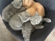BKH kitten - Recklinghausen