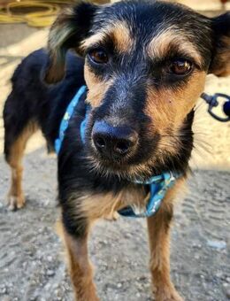 Gisi, freundlich, offen, lernwillig - Westerholt