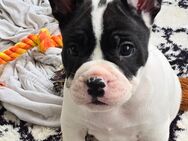 Jackbull&Franz. Bulldogge - Sangerhausen