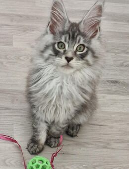 Maine coon kitten black silver tabby - Kandel
