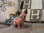 Kanadisches Sphynx Kitten zu verkaufen - Bonn Heiderhof