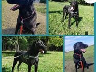 Shakir großer Labrador Mischling Rüde - Margetshöchheim