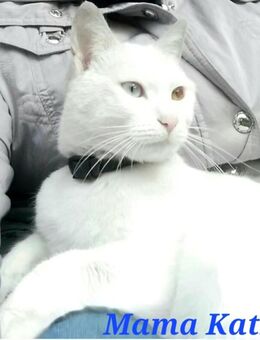 Babykatzen, Katzenbaby, Kitten. Abgabebereit. - Marsberg