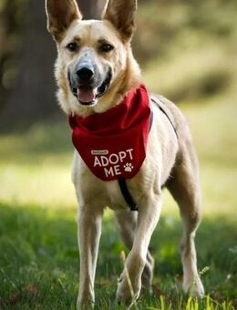 Zuhause gesucht: FURBO (m) in 14471 - Büdingen