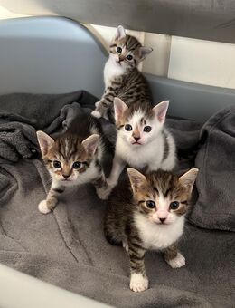 4 Süße Halb BKH Kitten suchen neues Zuhause - Bischofsheim