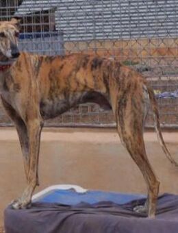 Sony - sanfter Galgo-Mix - Bad Camberg