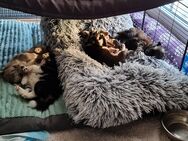 PomChi Welpen zu verkaufen - Kalefeld