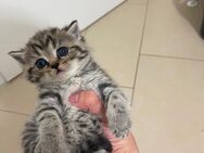 BKH Kitten - Berlin