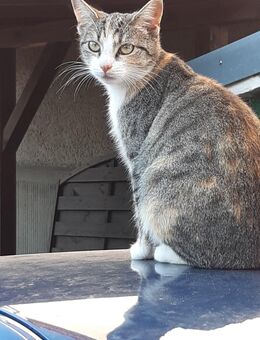 1jaehrige 3 farbige Mieze - Frankfurt (Oder)