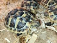 Griechische Landschildkröten NZ 2023 - Bergisch Gladbach