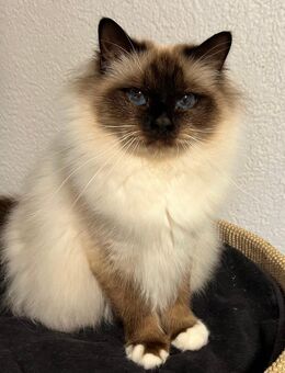 Heilige Birma mit Stammbaum - 3 jähriger Kastrat und evtl. Kitten - Erligheim