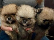 3 Pomeranian (Zwergspitz) Welpen suchen ein neues Zuhause - Bünde