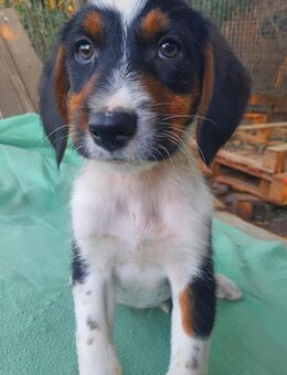 LEO - sucht seine Chance - Velbert