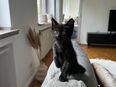 Mischlings Kitten sucht neues zuhause! in 42103
