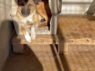 🐕 Lieber Ares sucht Dich! 💙 - Eislingen (Fils)