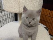Reinrassig Bkh Kitten. Abgabebereit - Wittlich
