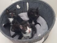 4 Baby Kitten suchen ein liebevolles neues Zuhause - Castrop-Rauxel