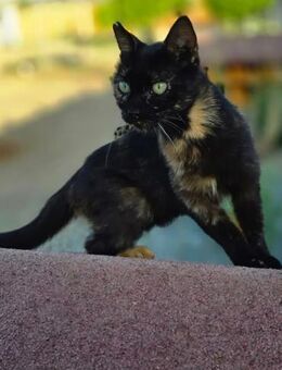 Claudie, die Kuscheltante vom Parkplatz - Kirchheim (München)