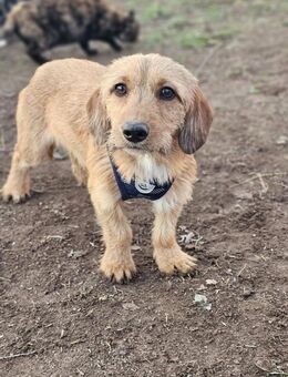 Hausti hatte wohl einmal ein Zuhause - Schafflund
