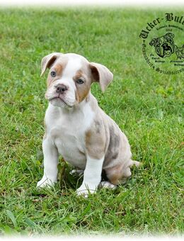 Old English Bulldog Welpen (Oeb) - Prenzlau