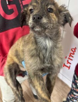 IRINA - 5 Stromer suchen Familienanschlu - Konstanz