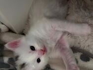 3 Maine Coon Kitten suchen noch - Calbe (Saale)
