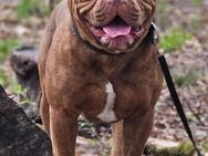 Old english bulldog rüde Oeb mit Ahnentafel - Berlin Charlottenburg-Wilmersdorf