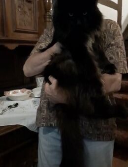 Reinrassigen Maine Coon Kitten, am 3 Juli geboren, die Cat- Altern XXXL große Katzen natürlich besitzen Stammbaum - Bielefeld Zentrum