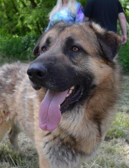Schenken Sie Broki ein Happy End? - Obertshausen