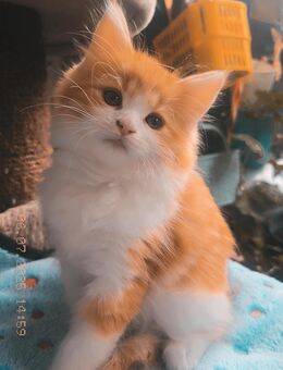 Maine Coon Weibchen sucht ein Zuhause - Duisburg