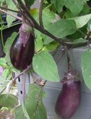Aubergine Benary´s Blaukönigin in 70569
