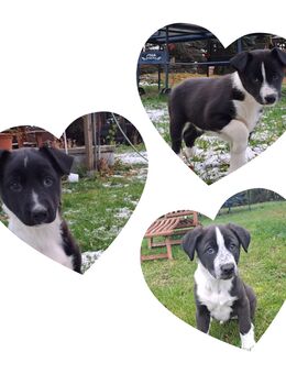 Wunderschöne Border Collie x Scandinavian Hound Welpen weiblich abzugeben - Bernburg (Saale)