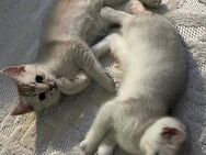 Britisch Kurzhaar kitten in Silver Shaded Ticket - Zempin