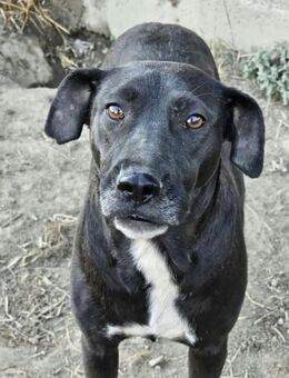 Labrador-Mix Jette sucht ihr Zuhause - Mannheim