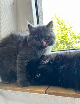 British Longhair Kitten – 3 Monate, Junge & Mädchen, sofort verfügbar” - Brockel
