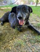 Schwarz, charmant, einzigartig: Spyki in 13159