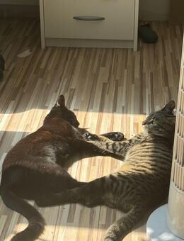 Liebevolles Zuhause für Jojo & Kizu gesucht - Geislingen (Steige)