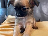 1 süße reinrassige Chihuahua Welpe ab 25.05.24 abzugeben - Buseck