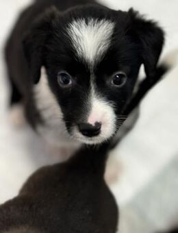 Odina- hübsche Hundedame sucht Familie - Celle