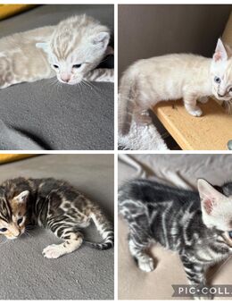 Süße Bengal kitten mit XL Rosetten Und Stammbaum - Dortmund